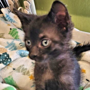 Rescue Domestic Short Hair Cats for Adoption in Rutherfordton, North Carolina - Sprout | PetCurious