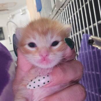 Domestic Short Hair Cats Available for Adoption in Hanna City, Illinois - Rigatoni | PetCurious