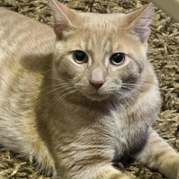Domestic Short Hair Cats Available for Adoption in Philadelphia, Pennsylvania - Cash | PetCurious