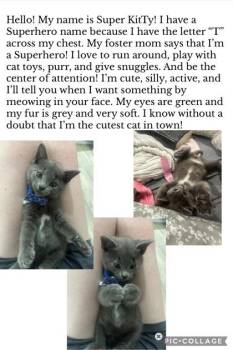 Super KitTy (Stitch) -  Domestic Short Hair Cat for Adoption in Port Republic, Maryland - Super KitTy (Stitch) | PetCurious