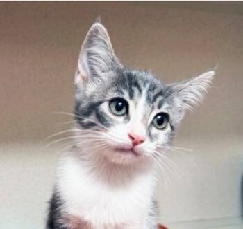 RUTHIE -  Domestic Short Hair Cat for Adoption in San Clemente, California - RUTHIE | PetCurious