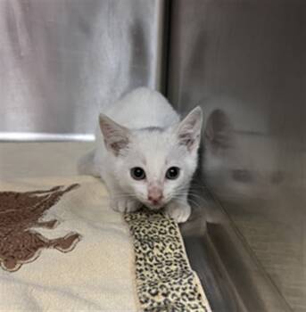 Rescue Domestic Short Hair Cats for Adoption in Rancho Cucamonga, California - UNKNOWN | PetCurious