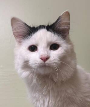 Domestic Long Hair Cats Available for Adoption - Jazzie | PetCurious