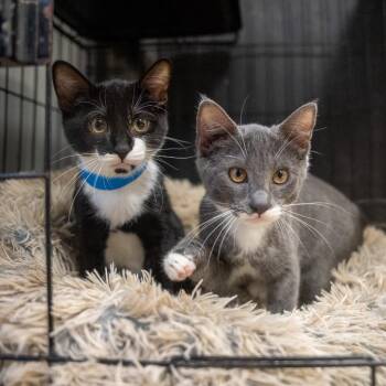 Sebastian -  Domestic Short Hair Cat for Adoption in Pawling, New York - Sebastian | PetCurious
