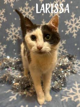 Domestic Short Hair Cats Available for Adoption in Rutherfordton, North Carolina - Larissa | PetCurious