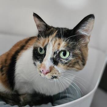 Domestic Short Hair Cats Available for Adoption in Lakewood, Colorado - Spanky | PetCurious