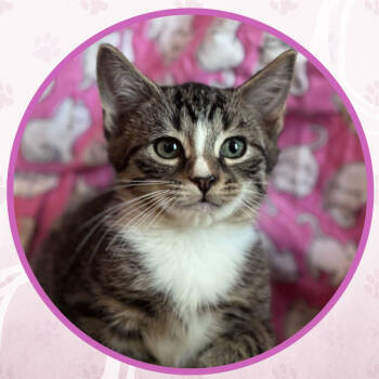 Rescue Domestic Short Hair Cats for Adoption in Toms River, New Jersey - Double Bubble | PetCurious