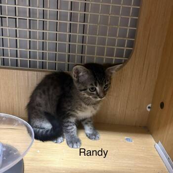 Randy   (th) -  Domestic Short Hair Cat for Adoption in White Bluff, Tennessee - Randy   (th) | PetCurious