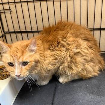 Gizmo -  Domestic Long Hair Cat for Adoption in Yucca Valley, California - Gizmo | PetCurious