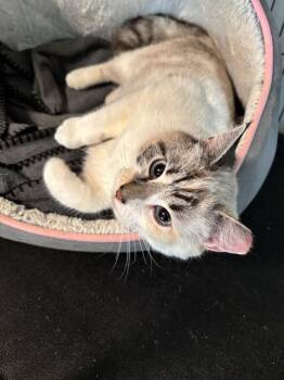 Siamese Cats Available for Adoption - Talia | PetCurious