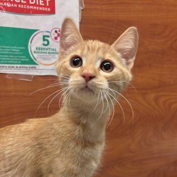 Pocus -  Domestic Short Hair Cat for Adoption in Sonora, California - Pocus | PetCurious