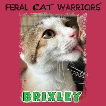 Brixley -  Domestic Short Hair Cat for Adoption in Kingman, Arizona - Brixley | PetCurious
