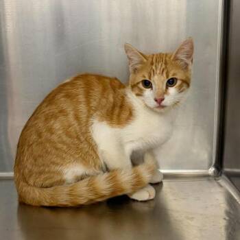 Elwood U1278 -  Domestic Short Hair Cat for Adoption in Salt Lake City, Utah - Elwood U1278 | PetCurious