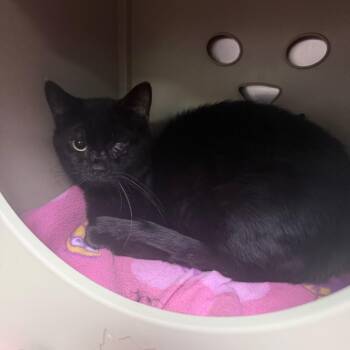 Shadow -  Domestic Short Hair Cat for Adoption in Titusville, Florida - Shadow | PetCurious