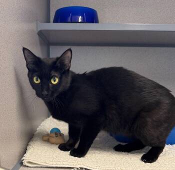 Alice -  Domestic Short Hair Cat for Adoption in Gardnerville, Nevada - Alice | PetCurious