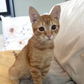 Nacho -  Domestic Short Hair Cat for Adoption in Sunrise, Florida - Nacho | PetCurious