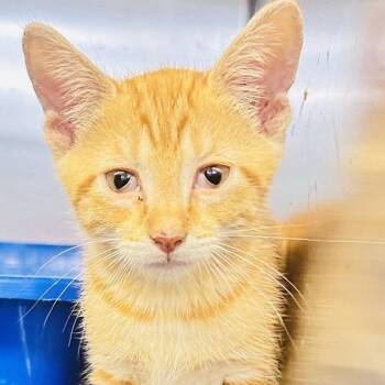La Quinta -  Domestic Short Hair Cat for Adoption in Baltimore, Maryland - La Quinta | PetCurious