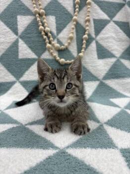 Domestic Short Hair Cats Available for Adoption in Columbus, Ohio - French Onion | PetCurious