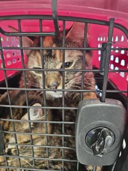 A138275 -  Domestic Medium Hair Cat for Adoption in Palmetto, Florida - A138275 | PetCurious