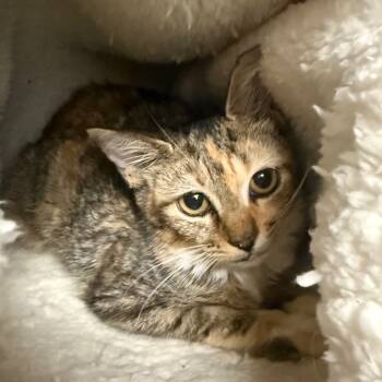 Rescue Domestic Short Hair Cats for Adoption in Jupiter, Florida - Georgia | PetCurious