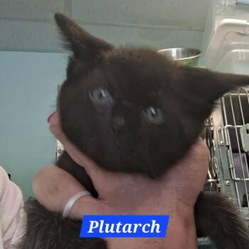 Plutarch -  Domestic Short Hair Cat Available for Adoption in Madill, Oklahoma - Plutarch | PetCurious