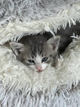 Domestic Short Hair Cats Available for Adoption in Randolph, Alabama - Smalls | PetCurious