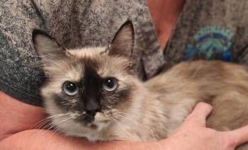 Rescue Domestic Medium Hair and Siamese Cats for Adoption in Merrillville, Indiana - Mother | PetCurious