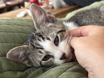 Bebop -  Domestic Short Hair Cat for Adoption in Chicago, Illinois - Bebop | PetCurious