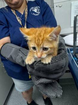 Domestic Short Hair Cats Available for Adoption in Sevierville, Tennessee - Sriracha | PetCurious