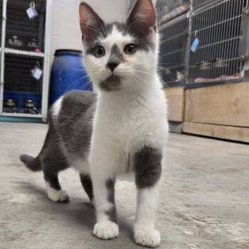 Go-Go -  Domestic Short Hair Cat for Adoption in Chilton, Wisconsin - Go-Go | PetCurious