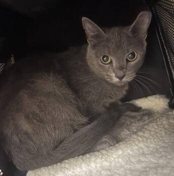 G-Cat -  Domestic Short Hair Cat Available for Adoption in Stratham, New Hampshire - G-Cat | PetCurious