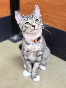 Onyx -  Domestic Short Hair Cat for Adoption in Honeoye, New York - Onyx | PetCurious