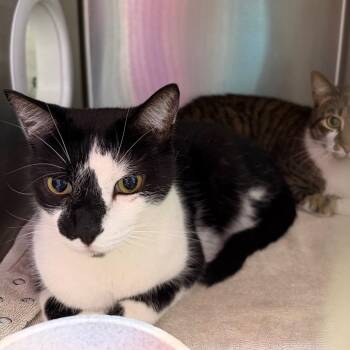 Domestic Short Hair Cats Available for Adoption in Englewood, Florida - Ernie | PetCurious