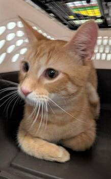 Rescue Domestic Short Hair Cats for Adoption in Camarillo, California - A873205 | PetCurious
