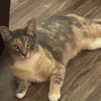 Rescue Domestic Short Hair Cats for Adoption in Tallahassee, Florida - Sage | PetCurious