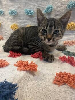 Louise PA -  Domestic Short Hair Cat for Adoption in Denham Springs, Louisiana - Louise PA | PetCurious