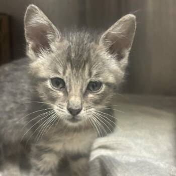 Berlioz -  Domestic Short Hair Cat for Adoption in Houston, Texas - Berlioz | PetCurious