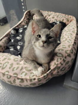 Rescue Tabby and Domestic Short Hair Cats for Adoption in Ball Ground, Georgia - McAllister | PetCurious