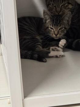 Oobie -  Domestic Short Hair Cat for Adoption in Athens, Tennessee - Oobie | PetCurious