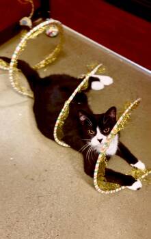 Mini Cowgirl -  American Shorthair Cat for Adoption in Highland Park, New Jersey - Mini Cowgirl | PetCurious