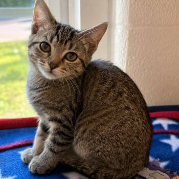 Beulah -  Domestic Short Hair Cat for Adoption in Gloucester, Virginia - Beulah | PetCurious