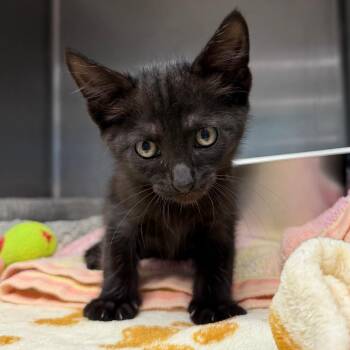 Granola -  Domestic Short Hair Cat for Adoption in Blairsville, Georgia - Granola | PetCurious