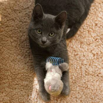 Domestic Short Hair Cats Available for Adoption in San Antonio, Texas - Miku | PetCurious