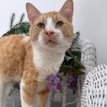 Ghee Buttersnaps FIV+ 56038 -  Domestic Short Hair Cat for Adoption in Eaton Rapids, Michigan - Ghee Buttersnaps FIV+ 56038 | PetCurious