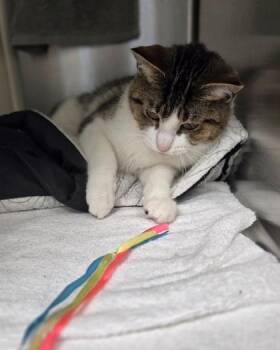 Domestic Short Hair Cats Available for Adoption in Westland, Michigan - Berry Pie | PetCurious