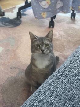 Domestic Short Hair Cats Available for Adoption - Juniper & Ollie | PetCurious