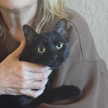 Domestic Short Hair Cats Available for Adoption - Sammi | PetCurious