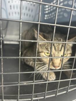 Domestic Short Hair Cats Available for Adoption in Palmetto, Florida - MINNIE | PetCurious