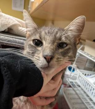 Rescue Domestic Short Hair Cats for Adoption in Bellingham, Washington - Angelina | PetCurious
