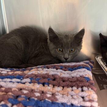 Smokey -  Domestic Short Hair Cat Available for Adoption in Huntington, West Virginia - Smokey | PetCurious